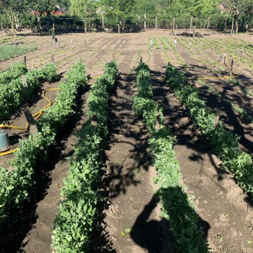 Szezonális zöldségek